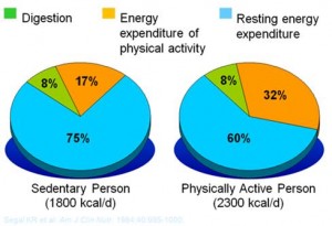 Resting-and-Active-BMR-requirements-300x205BIG.jpg